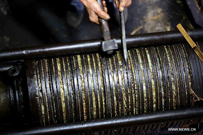 Gaungxi Elderly Show Traditional Method to Extract Tea Oil